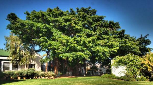 Tanagra Wine & Guestfarm Apartment McGregor Exterior photo